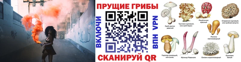 Псилоцибиновые грибы Psilocybe  Тверь 
