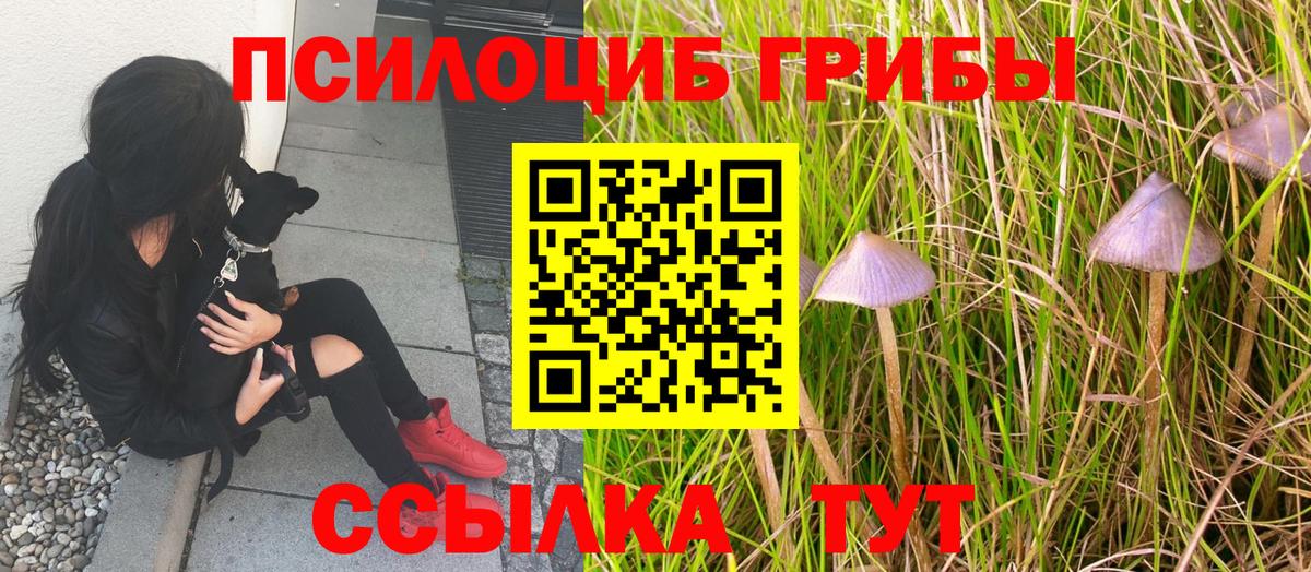 Псилоцибиновые грибы Cubensis Тверь